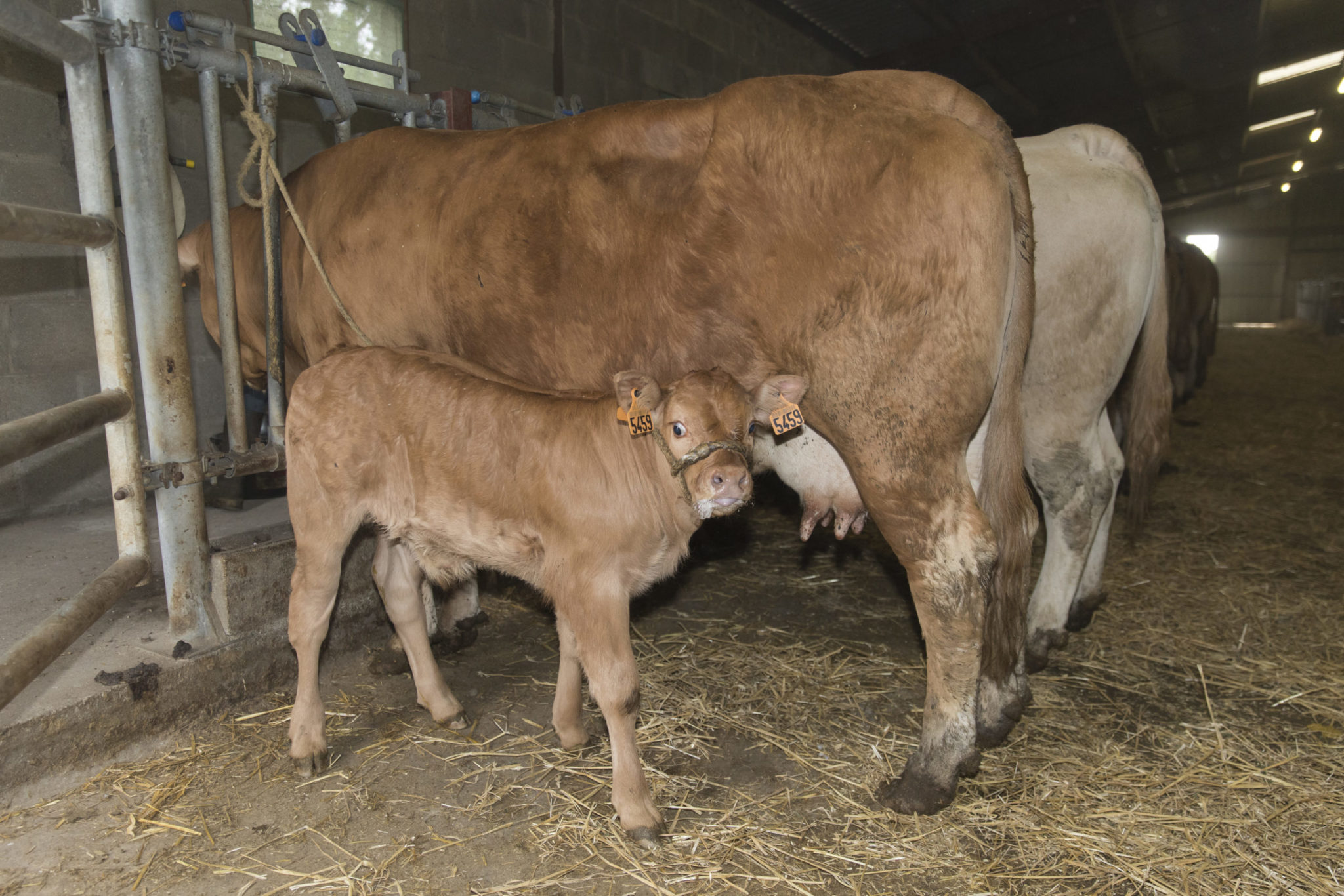 Veau sous la mère - Le veau sous la mère est une viande d’exception issue d’un mode d’élevage traditionnel et naturel. Ce veau est nourri exclusivement au lait maternel, deux fois par jour, directement au pis de la mère. Ce type d’élevage garantit une viande de très haute qualité, à la fois claire, tendre, et délicate en goût.

Principalement élevé dans le sud-ouest de la France, notamment dans le Lot, le Cantal ou la Corrèze, le veau sous la mère est souvent associé à un savoir-faire familial transmis de génération en génération, qui met à l'honneur le respect de l’animal, du terroir et du cycle naturel.

C’est une viande particulièrement appréciée des chefs et des amateurs de gastronomie pour sa finesse et sa capacité à sublimer les plats traditionnels comme modernes.